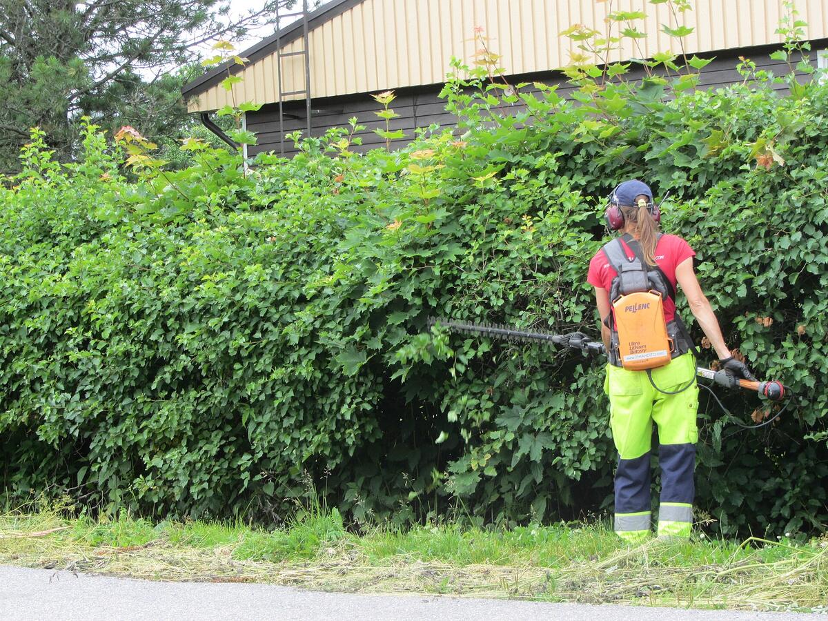 Tuinier scheert een hoge haag met een heggenschaar op een steel